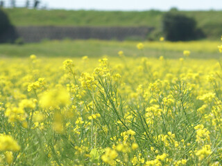 field of yellow flowers