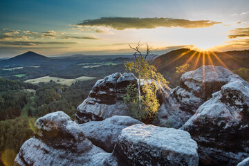Small birch tree on top of a rock during sunset in Bohemian Switzerland.