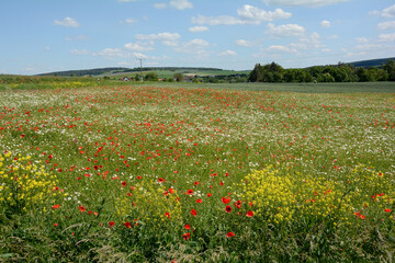 Fototapeta na wymiar Meadow with many red poppies, a village and green forest