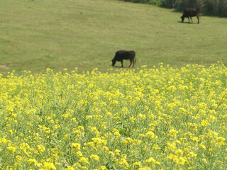 cow in the field