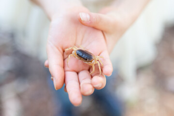 沢蟹を持った子供の手