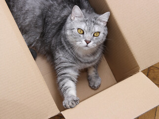 Cat with beautiful yellow eyes is lying in the cardboard box top view and watching up, cat with surprised and amazed look is in  the cardboard