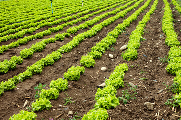 Fototapeta na wymiar Gardening banner background with green lettuce plants. Agricultural field with Green lettuce leaves on garden beds in the vegetable field. 