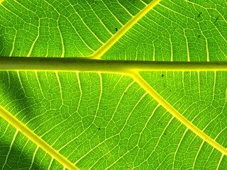 Extreme close up background texture of backlit green leaf veins
