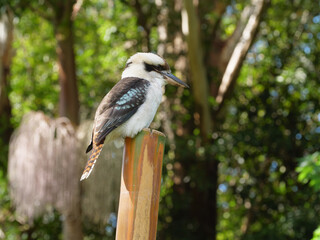 Fototapeta premium Australian Kookaburra on Dangar Island, NSW