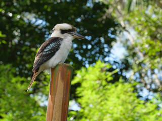 Australian Kookaburra on Dangar Island, NSW