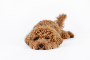 Studio shot of young adorable maltipoo pup isolated on white background. A hybrid between the maltese dog and miniature poodle with a long low shedding wavy hair. Close up, copy space.