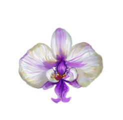 Naklejka na ściany i meble tropical orchid flower, variety phalaenopsis schilleriana. floral design element. Hand-drawn watercolor illustration, on a white background. printing, decoration of wedding cards, invitations, design.