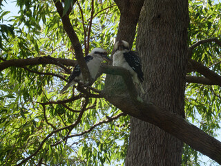 Australian Kookaburra on Dangar Island, NSW