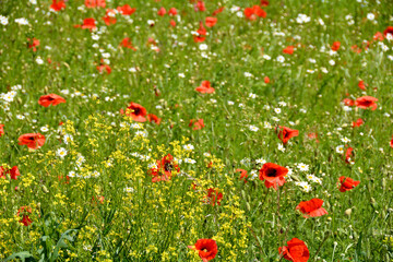 Meadow with lots of red poppies and white daisies