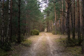 Obraz premium Forest road in early springtime. Pathway between pine trees. Symmetrical background and perspective lines.