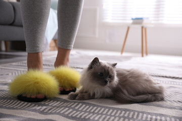 Woman in stylish soft slippers near cute cat at home, closeup