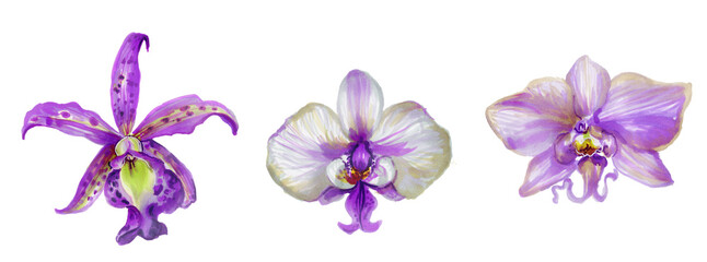Fototapeta na wymiar Set of watercolor flowers of tropical orchid, purple . elements of floral design. Hand-drawn botanical illustration on a white background. for printing, wedding card design, design.