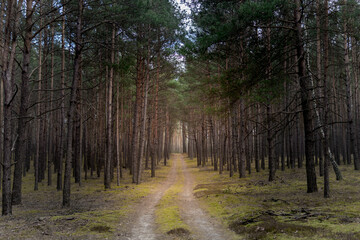 Forest road in early springtime. Pathway between pine trees. Symmetrical background and perspective lines.