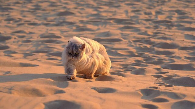 Beautiful grey long haired persian chinchilla purebred cat walking outside on the sandy beach at sunset.