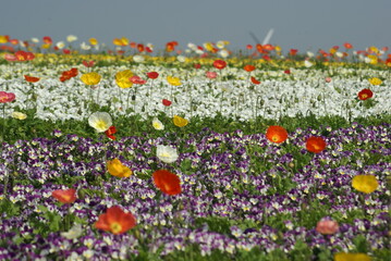 field of flowers