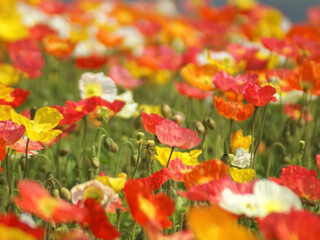 field of poppy