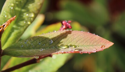 Dew drops on light green leaves with red highlights. 
