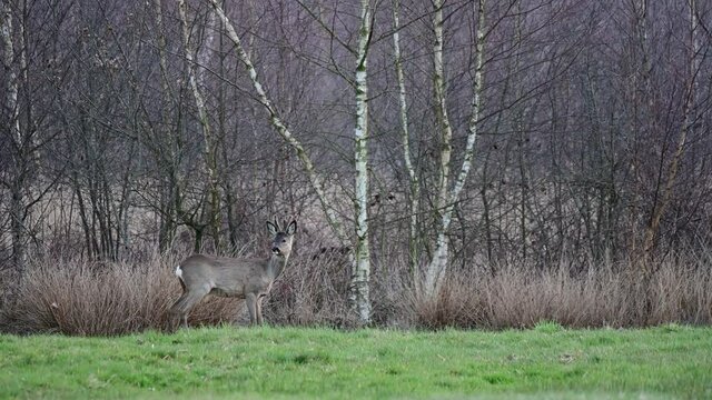 Roe buck standing on the meadow in front of a moor and watch, spring (capreolus capreolus), germany