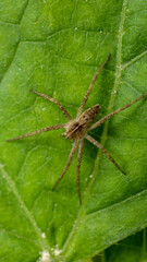 natural pisaura mirabilis spider photo