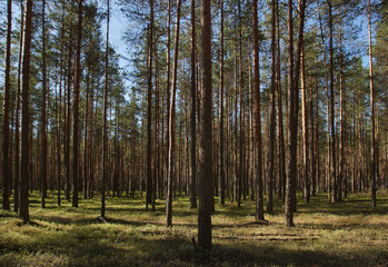 Pine forest view with straight long trees