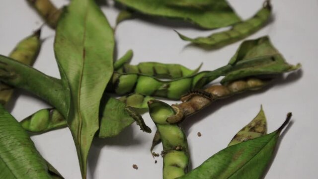 Caterpillar eating pigeon peas