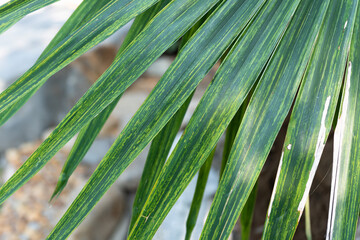 The image of a large leaf. The leave are green.