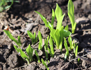 Young leaves of Ramsons, Allium ursinum,in early spring. Allium ursinum is a bulbous, perennial herbaceous monocot, that reproduces primarily by seed.