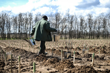 Planting trees on arid soil to fight against desertification