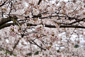 The sakura tree in Japan.