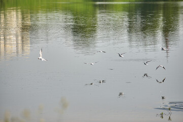 flock of seagulls are flying over the lake