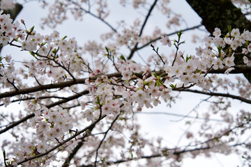 cherry tree blossom