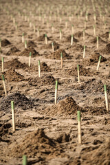 Planting trees on arid soil to fight against desertification