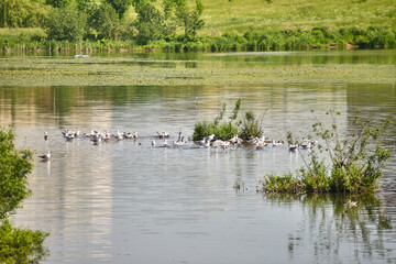 flock of seagulls are sitting on the shallows on the lake