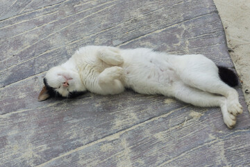 The white cat sleeps on the floor, raising the front legs to relax.