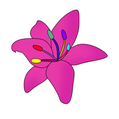 Bright pink lilies  With a variety of colors