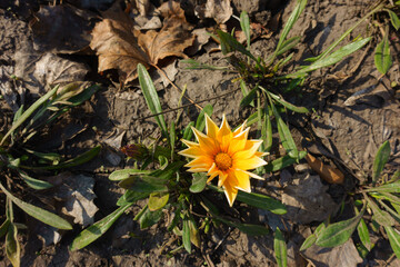 Orangey yellow flower of Gazania rigens in mid October
