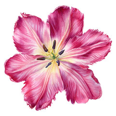 Watercolor Pink tulip on isolated white background, botanical illustration
