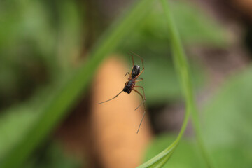 natural brown liinyphia spider photo