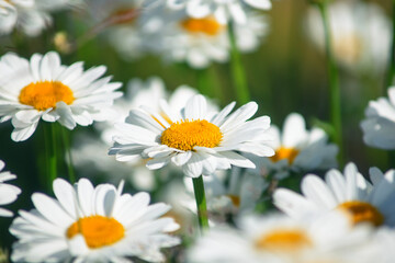field daisies. many summer flowers in  meadow on sunny day
