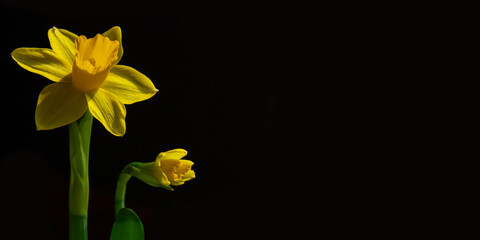 Vibrant yellow daffodil flower isolated on black background. Symbol of spring and Easter. Copy space.