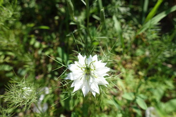 Closeup of pure white flower of Nigella damascena in June