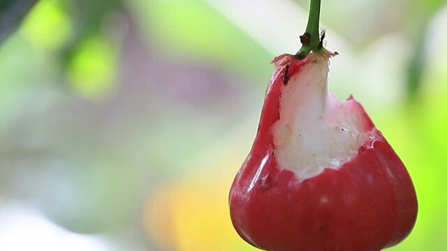 wax apple fruit with black fighting ants