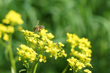 Striped bee toil collect pollen near a yellow flower in summer