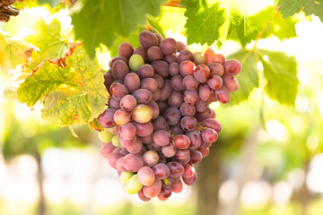 Close-up detail of grapes at a vineyard at Colchagua valley in Chile