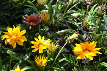 Gazania rigens with bright and colorful flowers in August