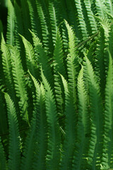 Green background of leaves of a beautiful growing fern