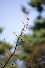 トンボ