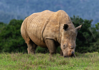 Close-up op a dehorned white rhinoceros grazing © Louis