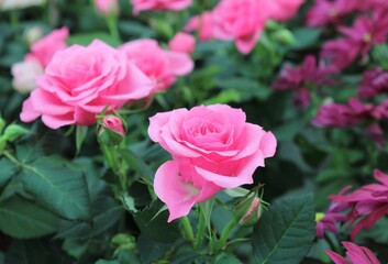 Beautiful orange, white and intense pink roses. 